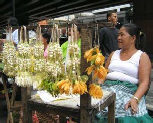  Der Enchanting Song des Sampaguita-Baums! Eine Reise in die mystische Welt der philippinischen Folklore.